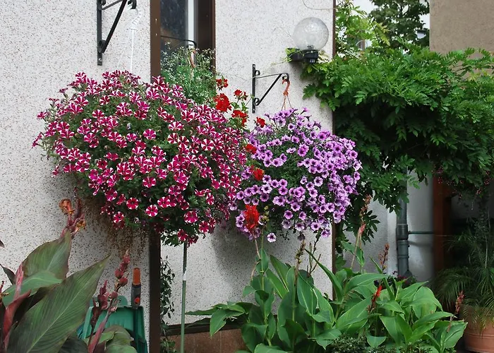 Guest house Pension Borna